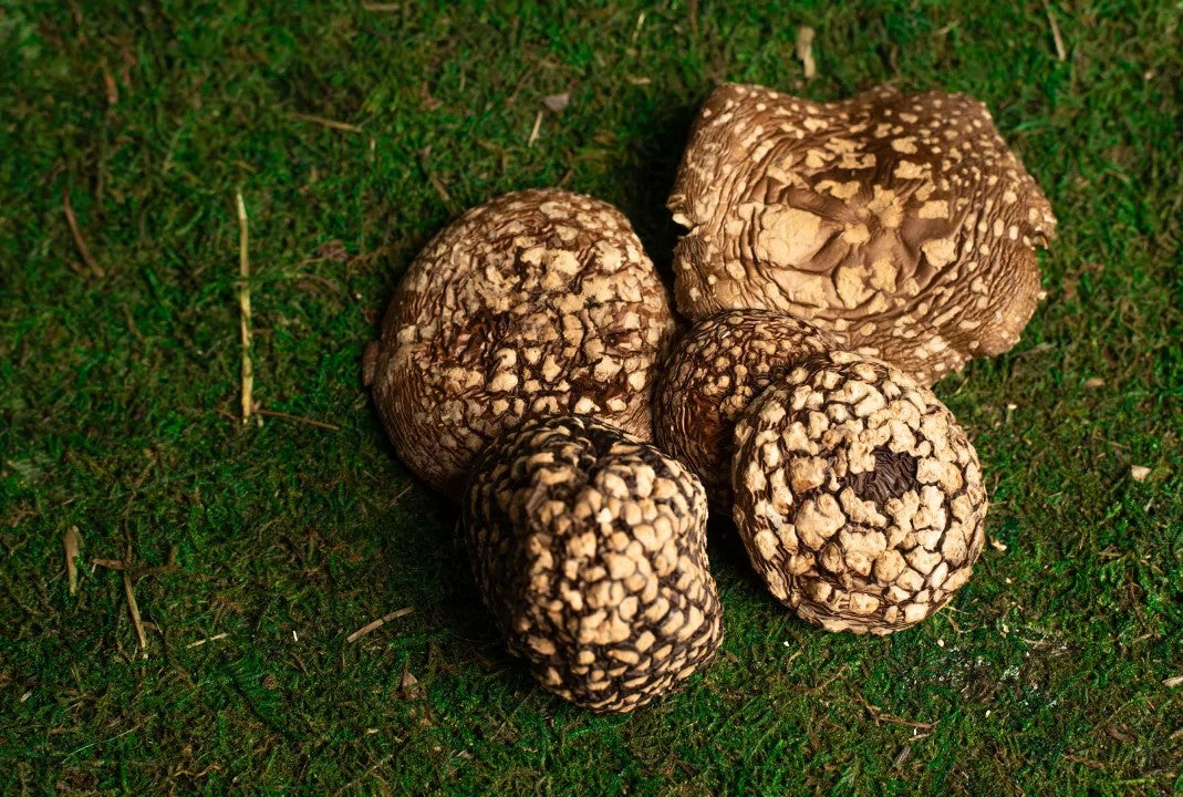 Dried Caps Amanita Pantherina (30 gram)