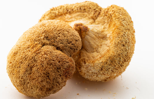 Hericium erinaceus (Lion's mane) Whole mushroom (50 gram)